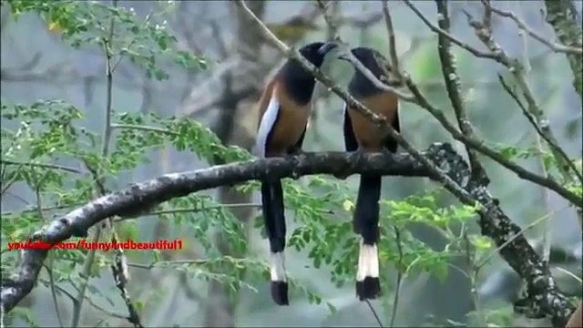 Oiseau duo. Drôles d'oiseaux chanter en duo