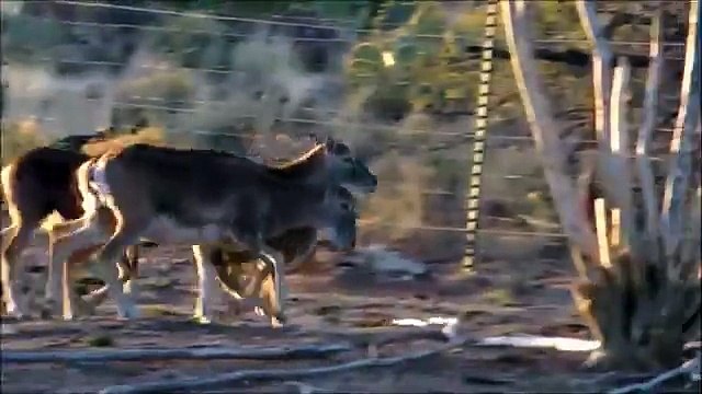 La concurrence déserte. Chameaux et de moutons drôles terme