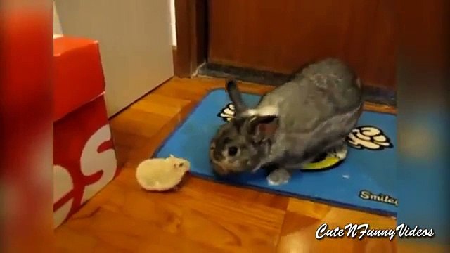 Différent et similaire. Lapins mignons et drôles hamsters