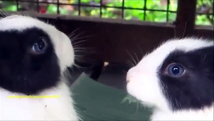 Dîner romantique. Lapins drôles mangent