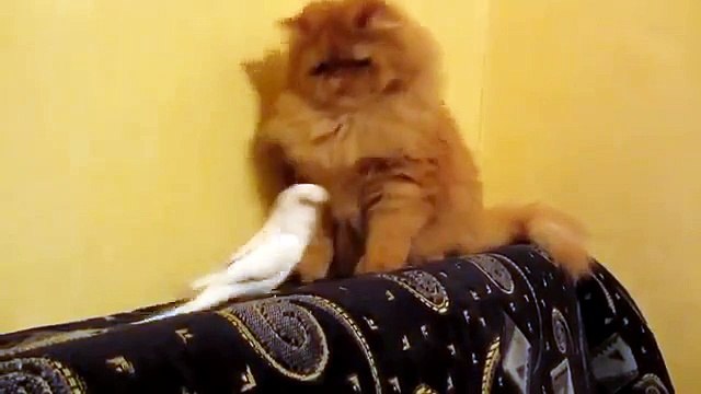 Avec lui, vous ne vous ennuierez jamais. Perroquet ennuyeux et drôle de chat