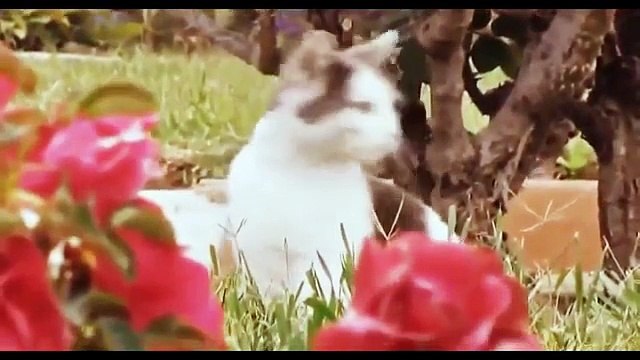 La plupart des chats sont insuffisantes. Comportement drôle de chat (sélection 2015)