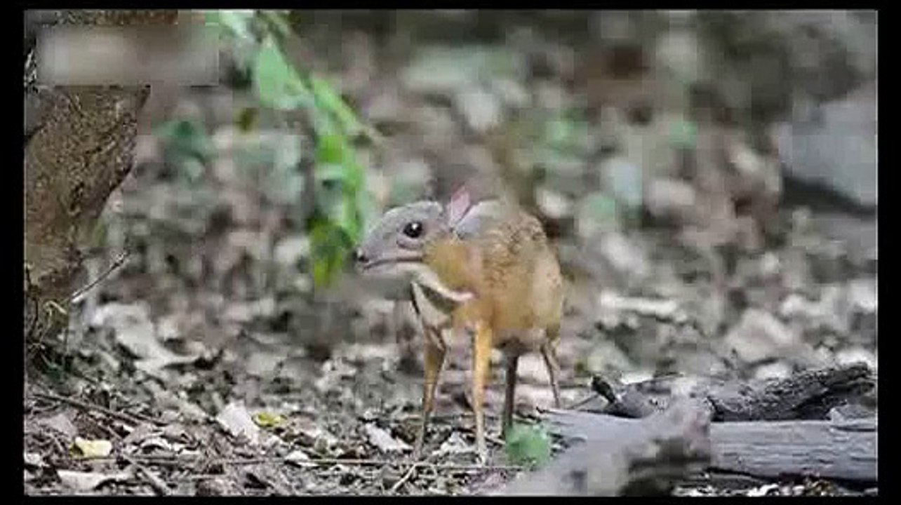 Le plus petit cerf dans le monde. Drôle souris cerfs kanchil