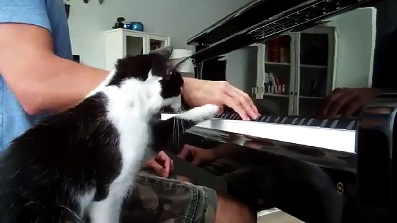 Le plus besoin d'attention chat dans le monde. cool Cat