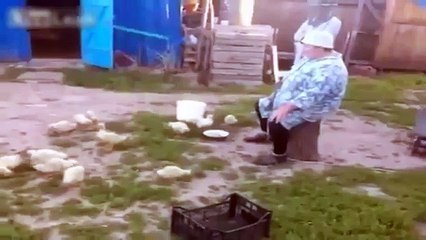 Сбор по тревоге. Смешные дрессированные утята