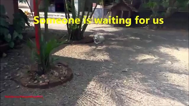 Радость встречи. Смешная собака встречает хозяйку