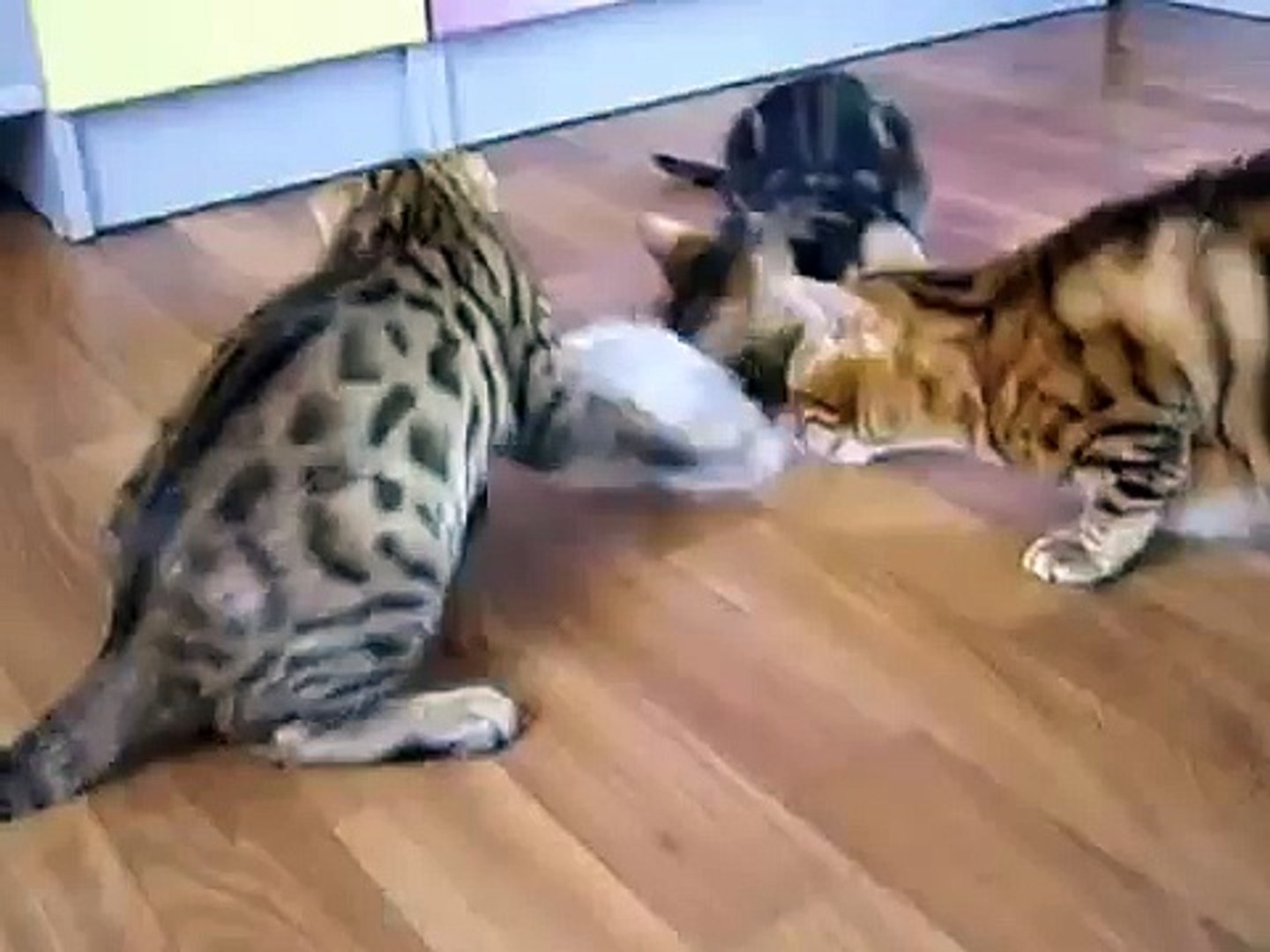 ⁣Развлечение бенгальских котят. Забавные котята играются