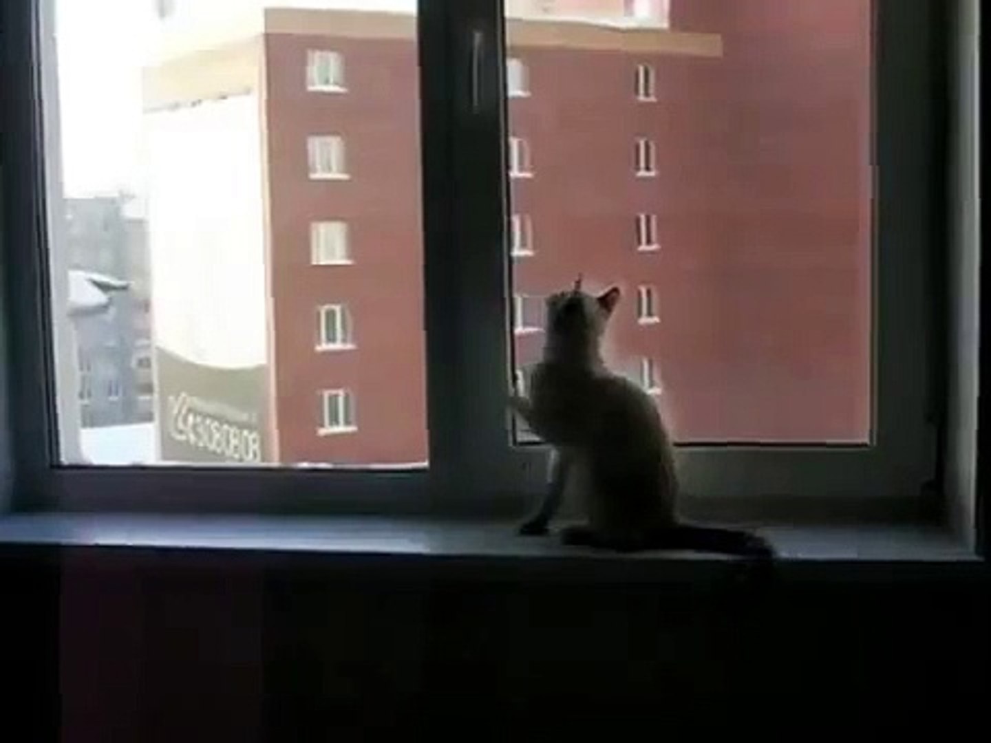 ⁣Развлечение на подоконнике. Смешные кошки развлекаются у окна