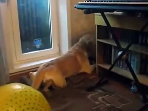 Разговор с игрушкой. Смешная собака реагирует на пищащую игрушку