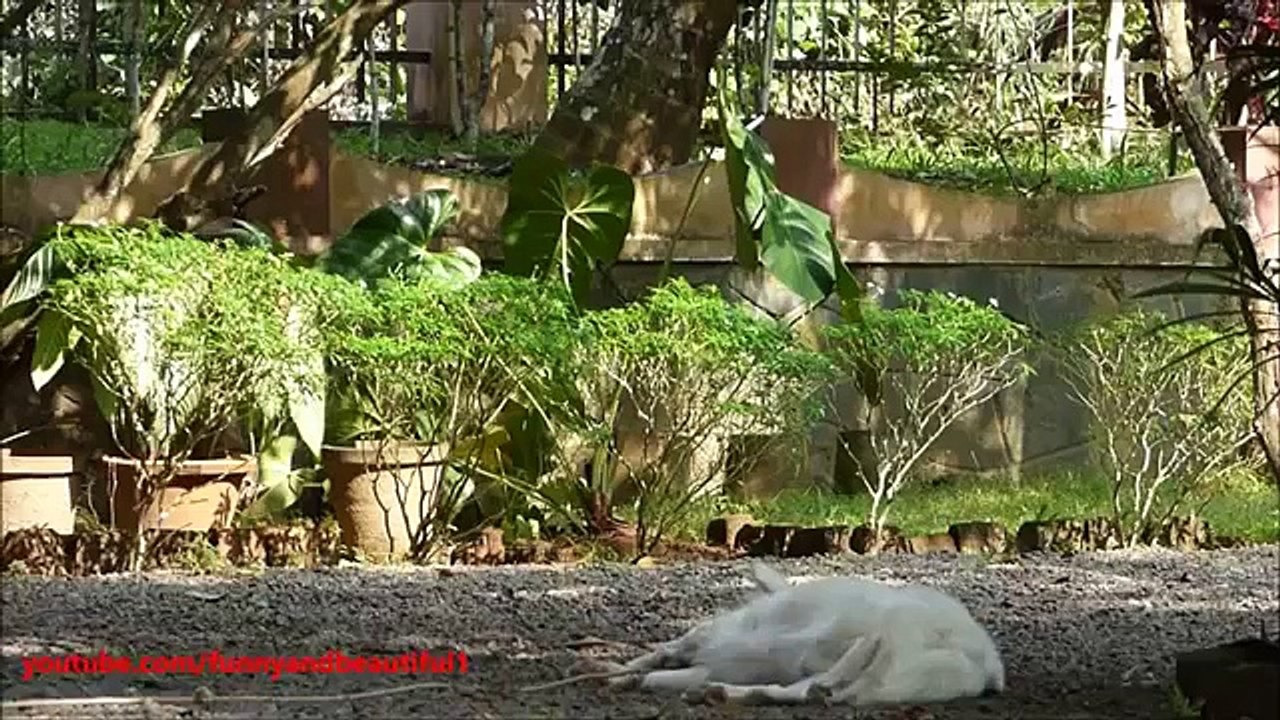 Рота, подъём! Смешная собака мгновенно просыпается