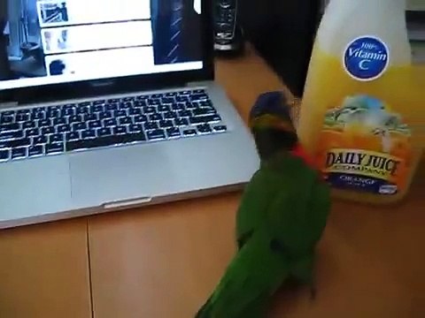 Ручной попугай Лори. Смешной попугайчик