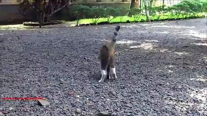 음식에 그의 머리와 함께. 재미 있은 고양이는 패키지에서 먹은