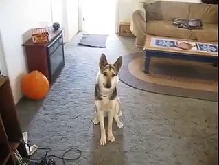 Watch How This Dog Plays Dead, It May Be The Best Ever So Dramatic!