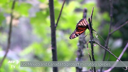 Monarch butterfly population may quadruple: Mexican official
