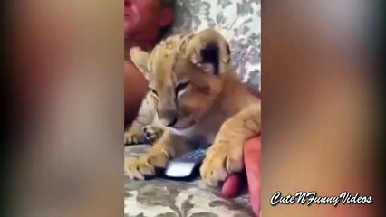 ボーリング転送。テレビの前で面白いライオンは眠っています