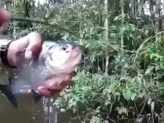 魚は簡単にスティックをgnaws。面白い魚