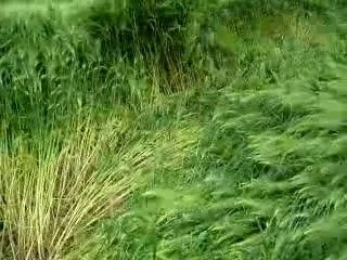 Crop Circle di Venafro