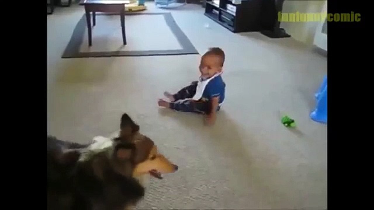 Funny Cat Videos, Funny Dog Videos, Best Funny Animals 20148