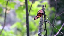 La salvación de las mariposas monarca