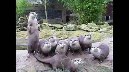 Подборка - Самые прикольные Выдры