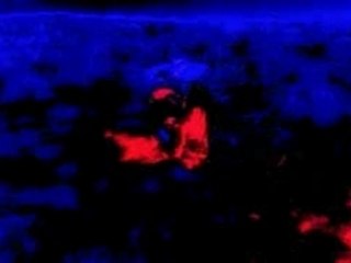 Illegal Aliens VS Predator