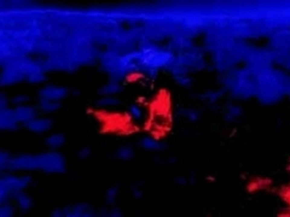 Illegal Aliens VS Predator