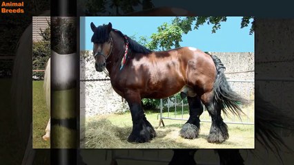 A - Z Horse breeds Animals World