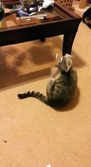 Poor thing can t get the thing off his head