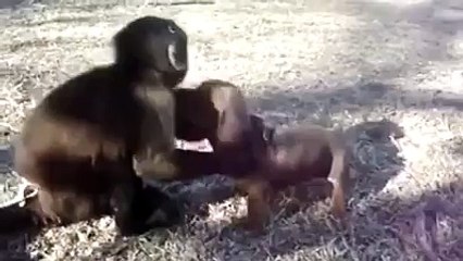 Baby monkey and puppy friendship