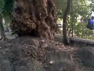 OMG desi couple having,jungle me mungle must watch amazing video