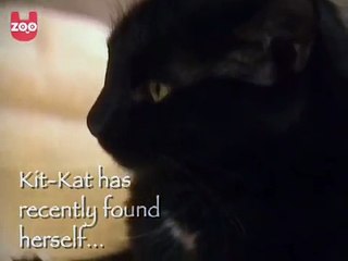 Une Chatte Devient Maman de Bébés Peu Communs