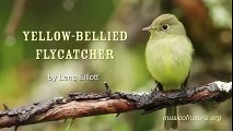 Rufous Bellied Niltava In Uttarakhand