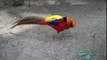 Hyacinth Macaws Birds for Sale Golden Cockatoo Exotic ...