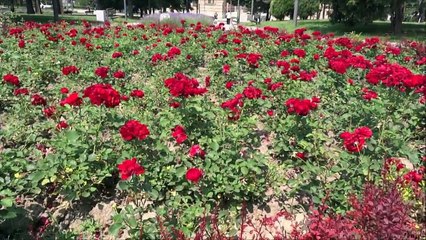 RIBLJA CORBA - KESTENI - DOBRO JUTRO