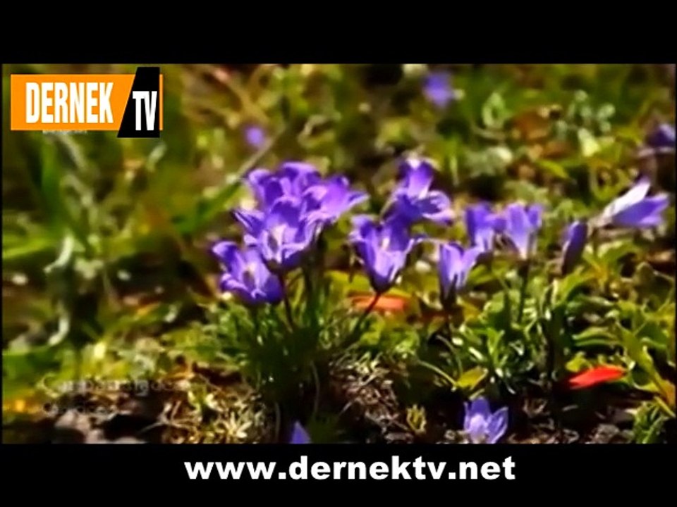 Seni Ele Sevirem ki (Güler Kahraman)