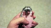 yawning baby hedgehog