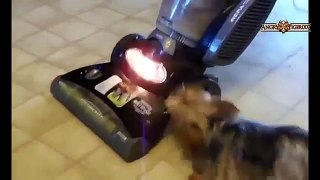 Funny Dogs vs Vacuum Cleaners Compilation 2015