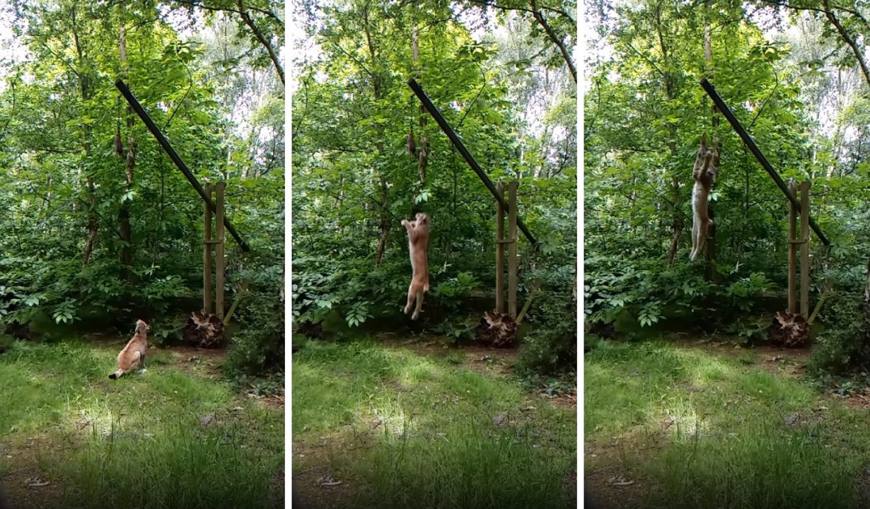 Ağır Çekimde Vaşağın Sıçrama Anı