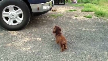 Ce chien protège sa famille de ... son propre reflet! FAIL!