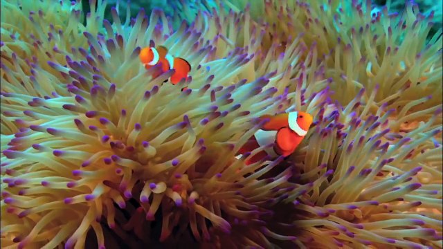 Planet Earth - Notre planète est un endroit magique