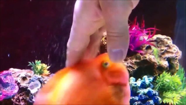 Эта рыбка каждый вечер с нетерпением ждет своего хозяина