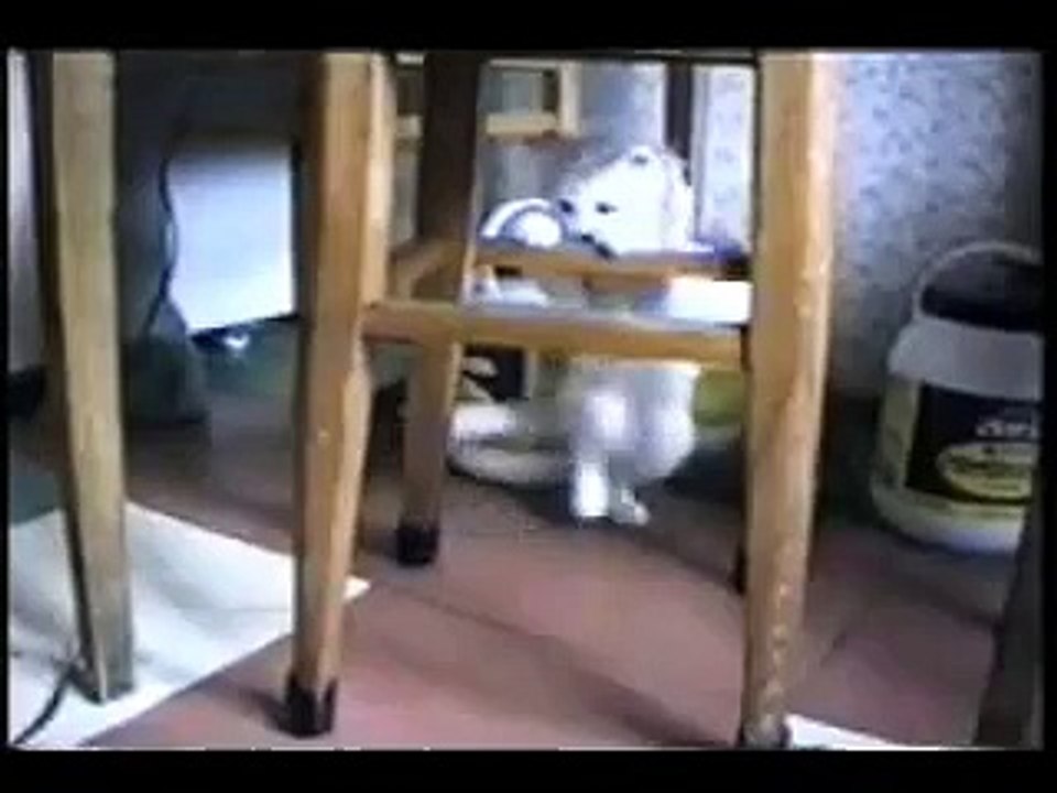 Смешное видео про кошек ;)