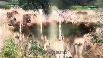 Lion Battle Zone | African Animals Wildlife Documentary | Full Documentry | HD #Documentar
