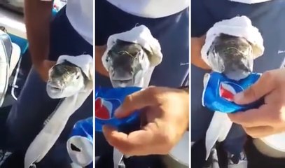 Puffer Fish Chomping On a Soda Can