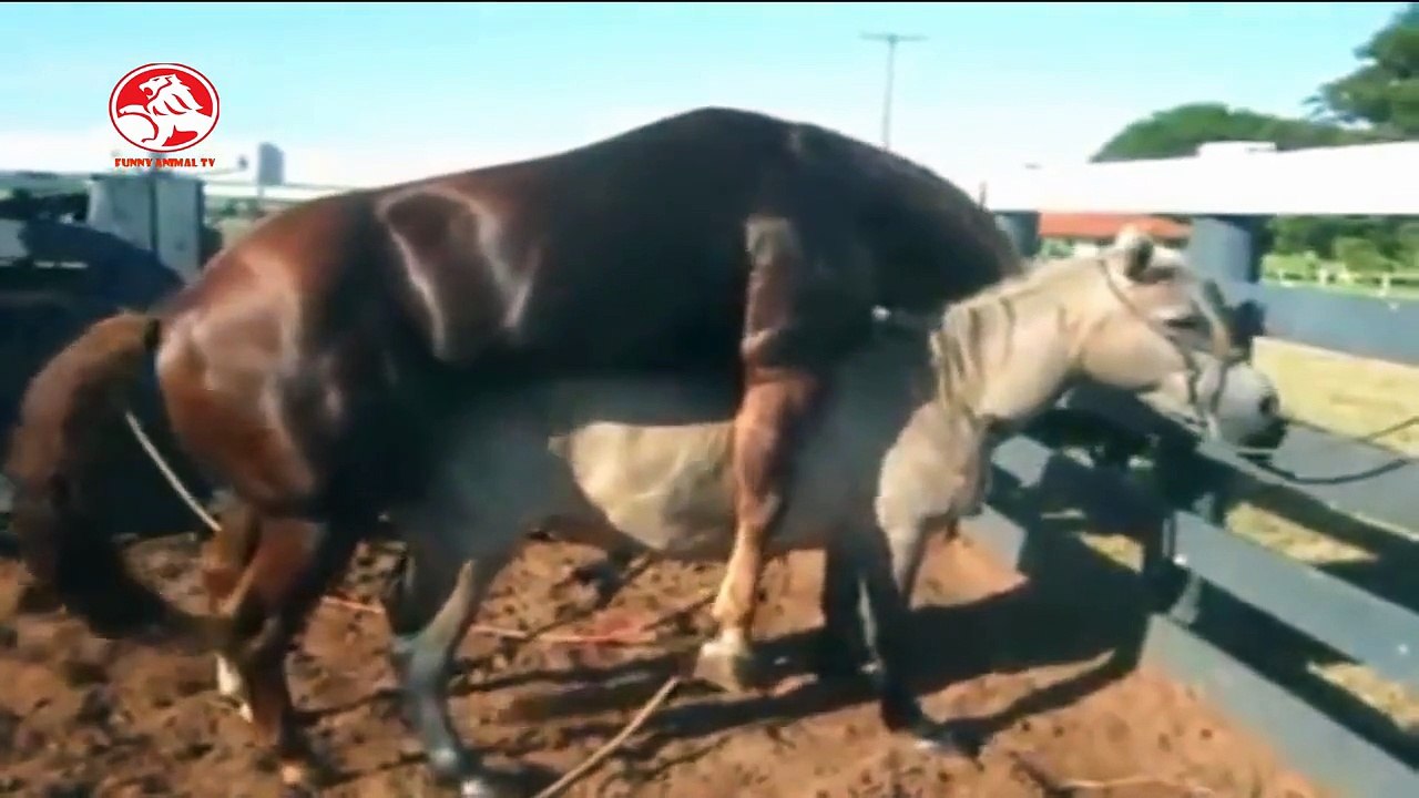 Animals mating | Horse mating, Donkey mating | Funny horse compilation 2015 Pt3