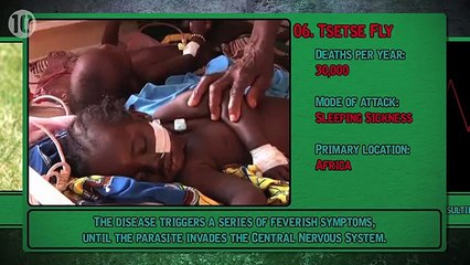 Top 10 Deadliest Animals On The Planet