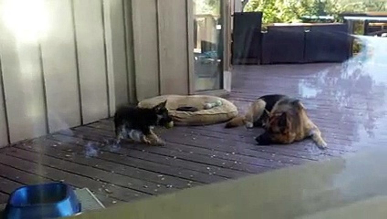German Shepherd Puppy Nap Time