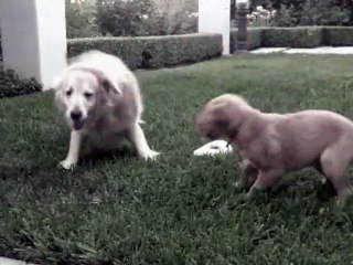 Funny Dog Fun With Neighbors Puppy