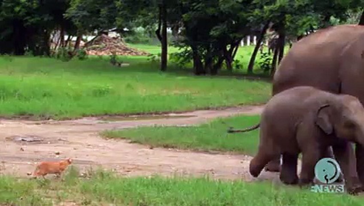 Baby elephant and a cat