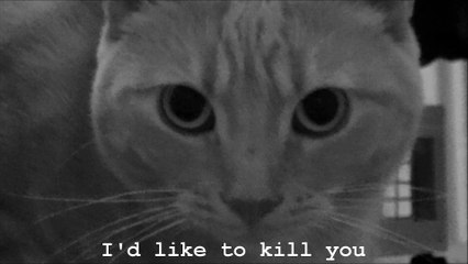 Killer Cat Song